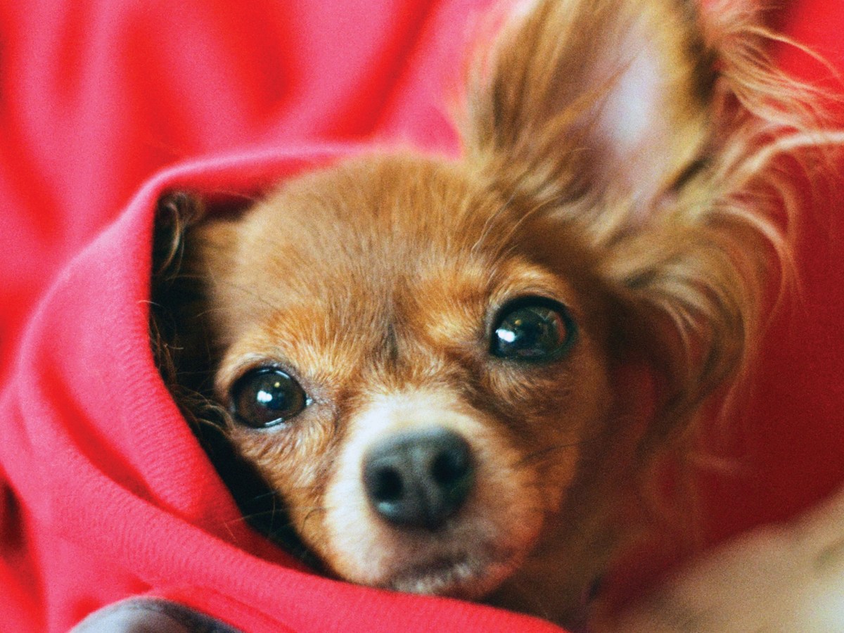 Tunnistatko koirasi kivun?